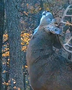 241K views · 3.8K reactions |  Looking for a Hunting Partner? #HuntingLease #huntingleases #hunters | Outdoor Access, Inc. | Facebook