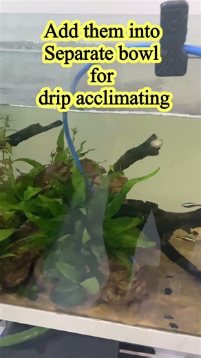 How to add amano or cherry shrimps in aquarium 🦐🐠 #aquarium #fishtank #amanoshrimp # #aquascape