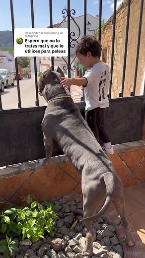 American Stanford Blue XXL - Marca Bullstaff, American Stafford XL, American Staffordshire Terrier, American Bully Staffy, Pitbull XX