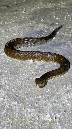 How many did you get correct? #snakes #wildlife #animals