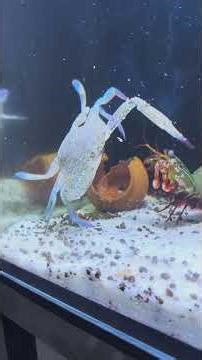 You Won't Believe How Fast This Shrimp Punches #mantisshrimp #aquarium #aquaticpets