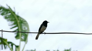 Oriental magpie robin standing with singing on electric wire
