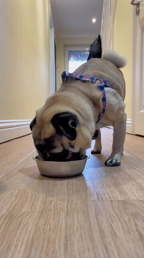 Do Pugs Really Love Food? Adorable Pug Eating Video
