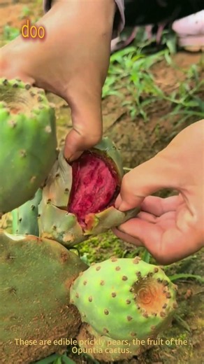 Harvesting prickly pear cactus fruit