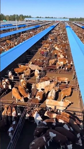 How Robots Clean Tons of Cow Dung in Dairy Farms 🐄🤖 | Smart Farming Technology #shorts