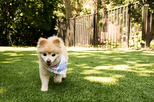 What’s the best groundcover for a dog run? Ask an expert