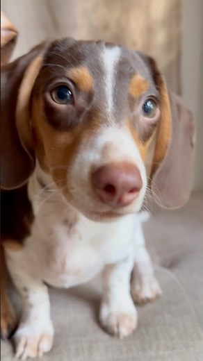 Meet Snickers 🐶 Our new baby brother #puppy #dog #dachshund #shorts