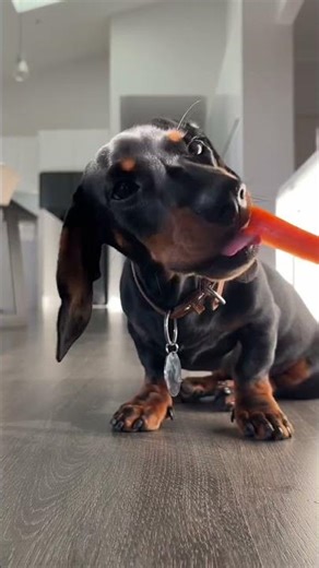 Unit tries carrot for the first time 🥕