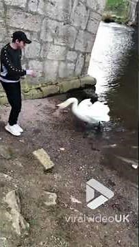 Guy gets attacked by swan || Viral Video UK