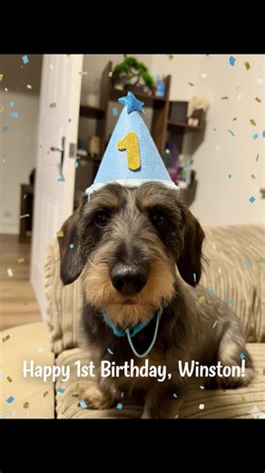 Celebrating a Dachshund's Birthday: Join the Fun!