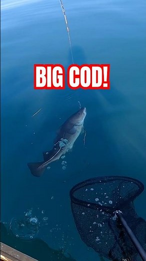 BIG COD FROM SMALL BOAT! | OCEAN FISHING | #codfishing #fishing #oceanfishing #deepseafishing #fish