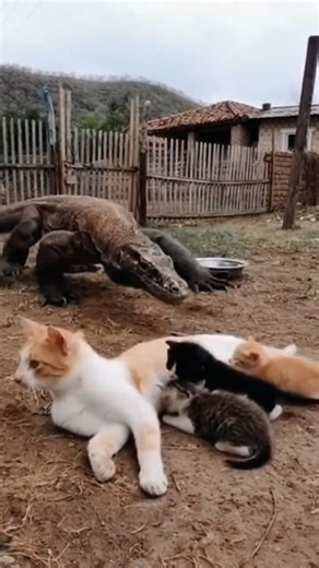 A Komodo dragon took away a mother cat. #Animals #pet #cat