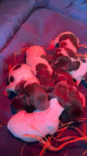 38K views · 623 reactions | Louie ‘s new gsp puppies | Alex's German Short Hair Pointer Puppies of central Florida | Facebook