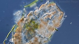 Tardigrades are amazing. Check out the full video on YouTube! https://www.youtube.com/watch?v=HsStKuWHI_c | True Facts