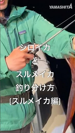 【イカメタル】シロイカ・スルメイカ釣り分け方【スルメイカ編】 #イカメタル#オモリグ#山中陽介