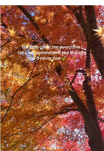 Exploring the Beauty of Autumn Leaves in Japan