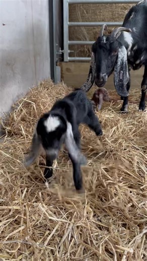Treacle’s first steps 🐐💛 Our Anglo-nubian goat kid showing off with his first steps just 5mins after being born. Treacle and his siblings are now 1 month old and out at Heads of Ayr Farm Park making friends 🐐 | Heads of Ayr Farm Park