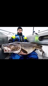 1.8K views · 129 reactions | Big Fish Adventure on Reels | Facebook