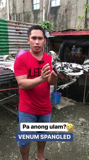 Sabong: The Culture of Filipino Cockfighting
