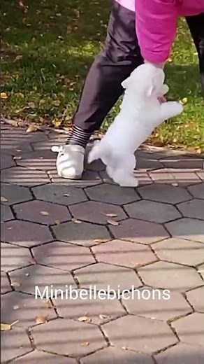 Cute little bichon girl # bichon #bichonfrise #cutepuppy