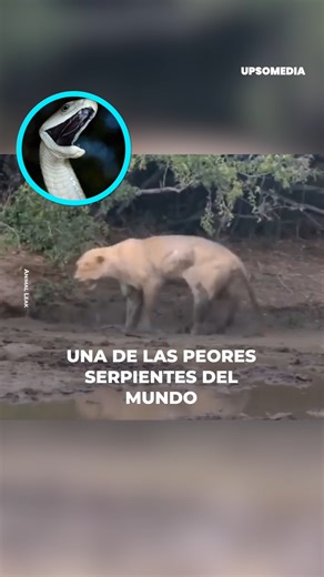 Ni siquiera el rey de la sabana africana puede resistirse a la poderosa herramienta que la mamba negra usa para cazar. | Upsocl Video