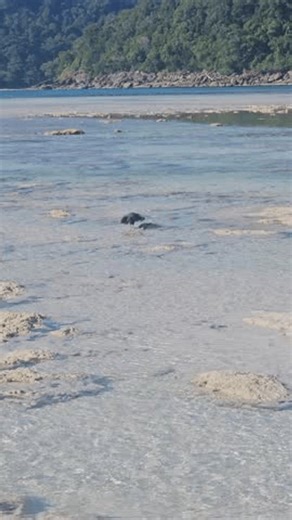 clip-4007834671-black-bittern-bird-walking-on-tge-shallow