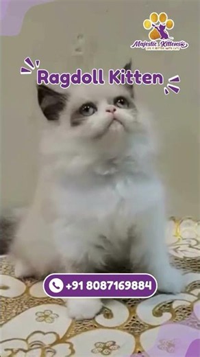 Looking for a beautiful, healthy Ragdoll Kitten? ❤️