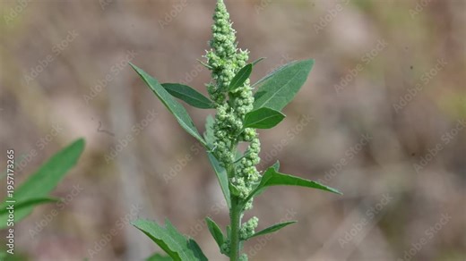 Chenopodium album plant. It is a fast-growing annual plant in the flowering plant family Amaranthaceae. Its Common name is lambs quarters, melde, goosefoot, wild spinach and fat hen. Leafy Greens.