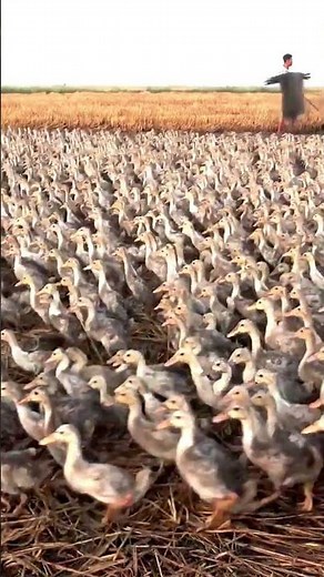 Amazing Duck Farm | Process of Producing Ducks For Eggs and Meat #wildlife #animals #shorts #cute