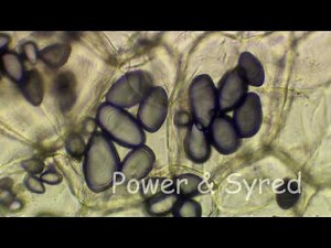 starch/iodine reaction