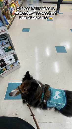 In all seriousness please never let your kids or siblings run up to service dogs like this! In this video the child is my little brother, I specifically asked him to excitedly run over to fidget and pet his head as a training exercise to learn to ignore kids who do that. We were messing just messing around for this lol. #child #offleash #leash #servicedog #servicedogs #kids #serviceanimals #serviceanimal #assistancedog #assistanceanimals #funny #dogtraining #viral #viralvideo #goviral #fy #foryo