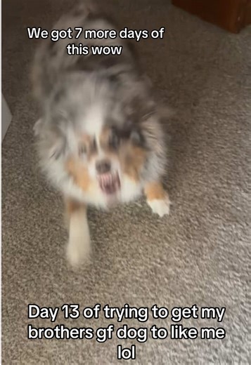 under the bed is her safe spot #dangerous #attack #dog #miniaussie #lovehate
