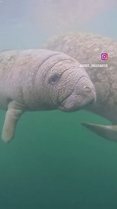 1.5K views · 110 reactions | Manatee Mother and Calf Facts! •The female manatee assumes total responsibility for taking care of the calf! •The manatee calves nurse behind their mothers front flippers, but will also begin to eat plants a few months after birth! •Calves can be born any time of the year, although more tend to be born in the spring and summer!  | Bird's Underwater Dive Center | Facebook
