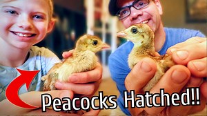 135K views · 6.3K reactions | The day is here and the peachicks have hatched, but how many? Did all of our peahen's chicks make it and did the peacock eggs in the incubator hatch? 梨 Cog Hill Shirts, Decals and Hats: https://www.thecoghillfarm.com/shop | Cog Hill Farm | Facebook