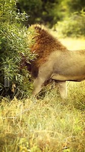 40K views · 670 reactions | Animal Planet TV on Reels | Facebook