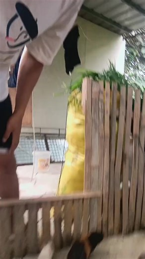 Caring for Your Guinea Pig: Tips and Insights