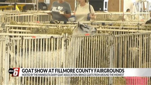 Minnesota Dairy Goat Association hosts goat show at Fillmore County Fairgrounds