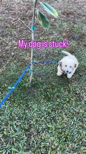 Hailey Nottage | Dog Trainer on Instagram: "How many times does your dog get the leash wrapped around something? How many times do they get the leash wrapped around you? The BEST thing you can do is let them find the solution. Guide them when necessary. This problem-solving skill will give them the ability to work through frustration. Help them by letting them problem-solve! #fyp #dogtrainer #dogtraining #positivereinforcement #fl"
