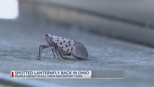 Invasive insects return to central Ohio | What to do about the spotted lanternfly