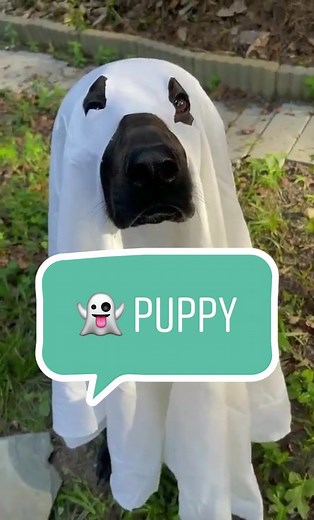 DIY Dog Costume Ideas for Halloween