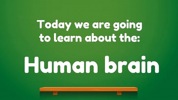 The Human Brain: for Kids| The Most Powerful Organ Explained