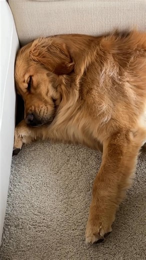 212K views · 3K reactions | She lives a very hard life! | Benny & Remy | Facebook