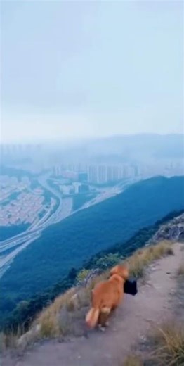 Dog goes into shock after bag explodes