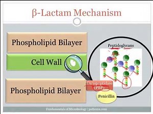 Basic Bacteriology 1