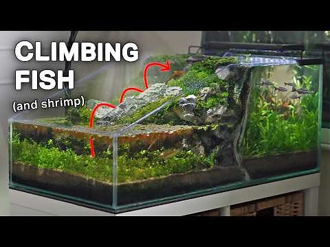 Making a Waterfall for My Climbing Fish (Two-Sided Ecosystem)