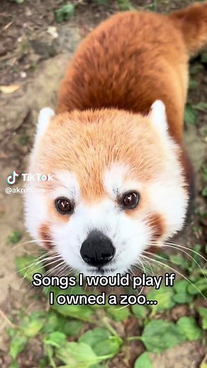 Funny Songs to Play at the Zoo: Wild Animal Antics