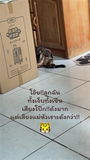 เอ็นดูหนูหน่อย ไทเกอร์ เสือน้อย เล่นขี้มาว น่ารัก