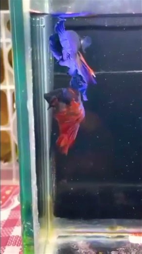 Betta fish #bettafishcare #bettafish #bettabreeding