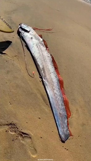 Why ore fish is very dangerous. #factsdaily #reelsviralfb #sciencefacts #reelstrending #reelitfeelit #short | ScienceTimes