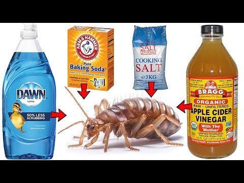 How to Get Rid of FLEAS FAST & NATURALLY (Baking Soda, Dish Soap, Apple Cider Vinegar, Salt, etc)